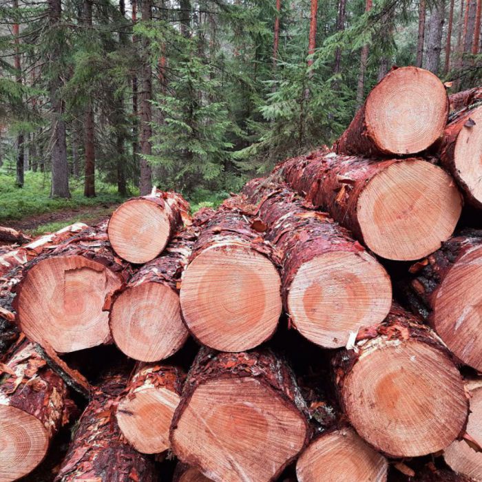 Holzstämme, frisch geschnitten auf einem Holzstoß am Waldrand.